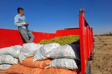 حرکت منطقه آزاد ماکو به‌سوی کشاورزی نوین؛ شهرک گلخانه‌ای در راه است