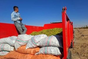 خبر خوب| آغاز اولین برداشت محصول گردو از باغات ۲۳۵۰ هکتاری شرکت آریا دشت در منطقه آزاد ماکو