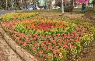کاشت بیش از ۱۳ هزار گل فصلی در طرح استقبال از بهار