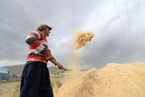 قانون کاهش معافیت حق‌بیمه سهم کارفرمایی در کارگاه‌های کشاورزی متوقف نشده است