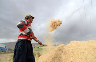 قانون کاهش معافیت حق‌بیمه سهم کارفرمایی در کارگاه‌های کشاورزی متوقف نشده است