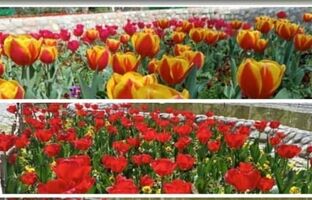 زیبایی بهار با کاشت ۲۰ هزار گل لاله در بوستان‌های منطقه ۴