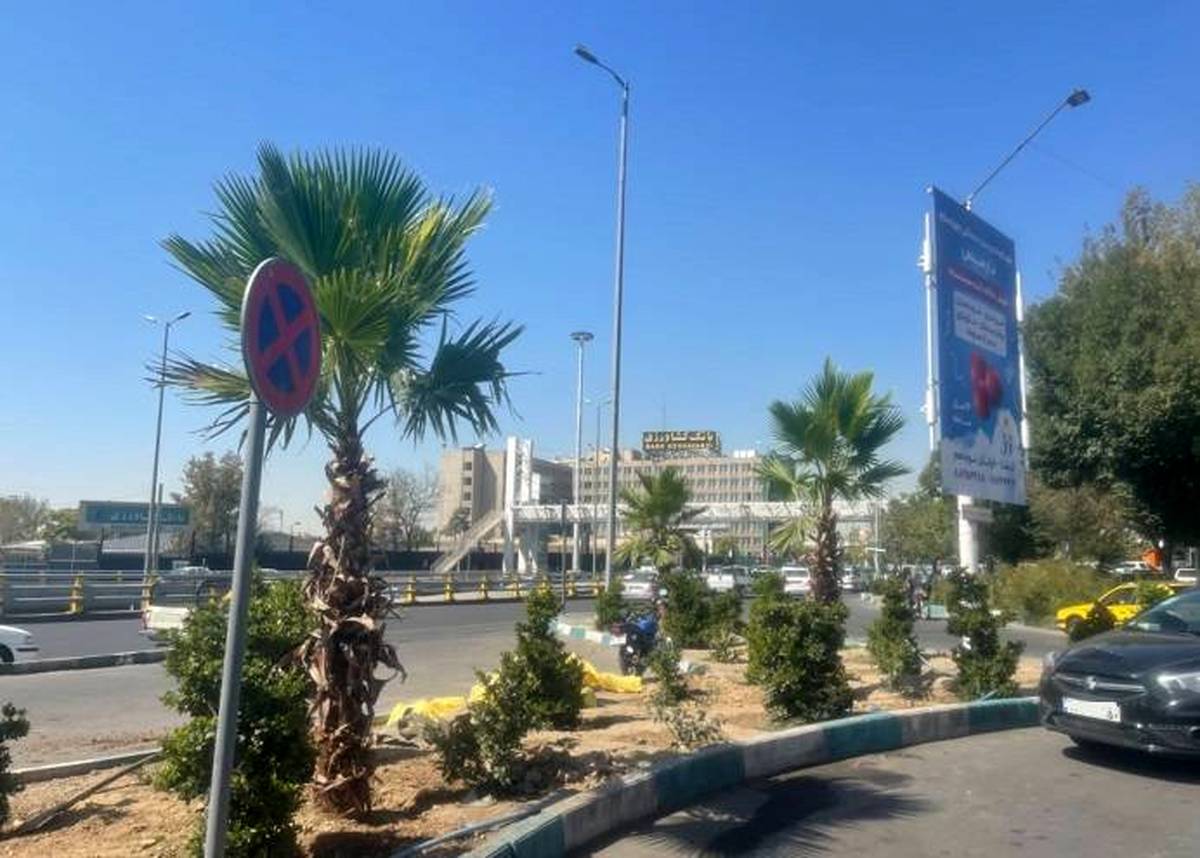 کاشت نخل تزیینی پالم  درحاشیه بزرگراه جلال احمد و کوی نصر