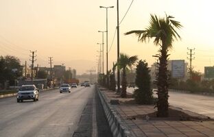 کاشت ۶۰ اصله درخت پالم و یاس هلندی در بلوار بهشت زهرا (س) منطقه ۱۹