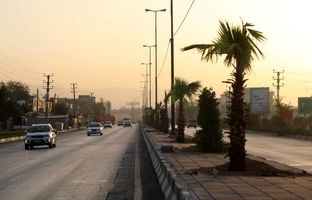 کاشت ۶۰ اصله درخت پالم و یاس هلندی در بلوار بهشت زهرا (س) منطقه ۱۹