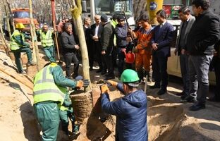 اولین مرحله جایگزینی درختان آسیب دیده و خشک خیابان حضرت ولیعصر (عج) انجام شد
