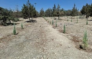 کاشت ۳۰۰۰ اصله درخت و درختچه در بوستان ساحل