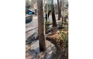 طبیعت‌درمانی زمستانی درختان در منطقه یک؛ یخ‌آب جایگزین سموم شیمیایی