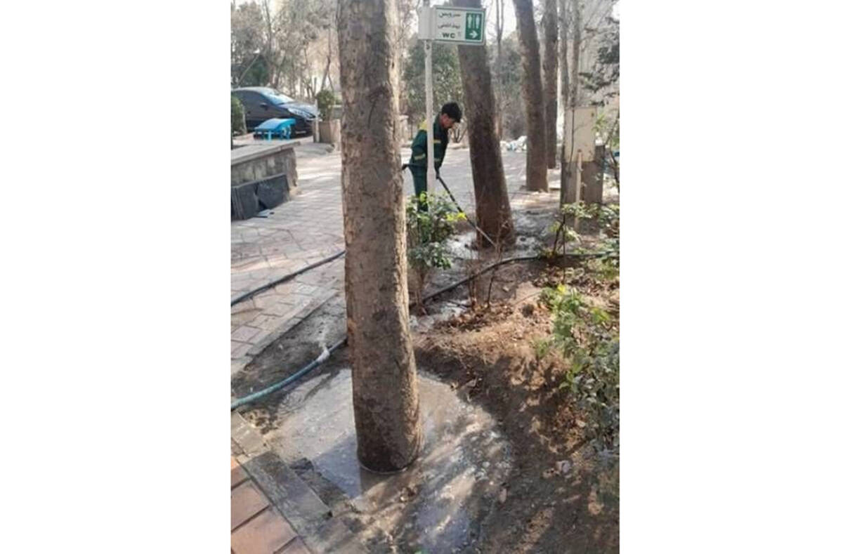 طبیعت‌درمانی زمستانی درختان در منطقه یک؛ یخ‌آب جایگزین سموم شیمیایی