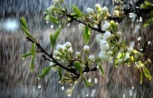 رگبار باران و وزش باد شدید در نقاط مختلف کشور طی روزهای آینده