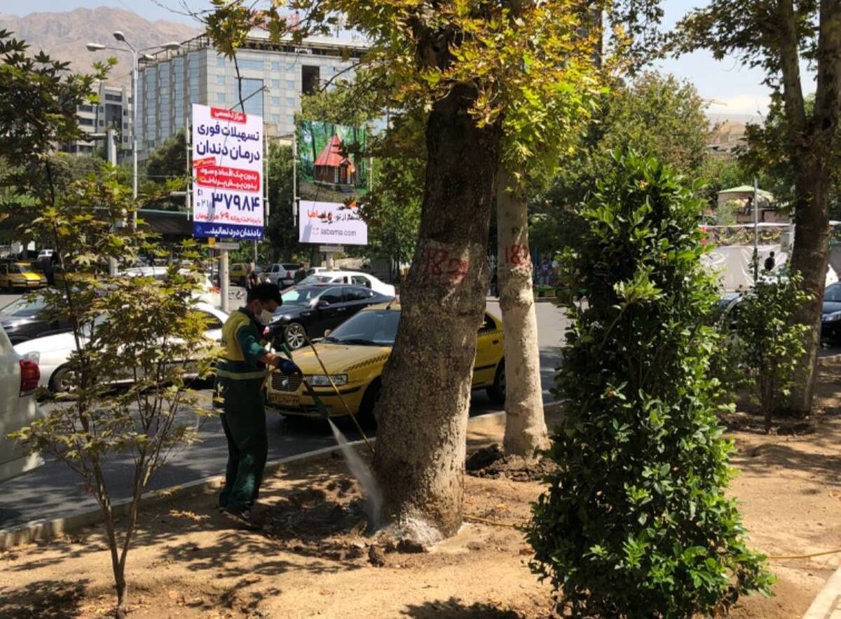 عملیات تخصصی شهرداری منطقه یک برای صیانت از چنارهای میدان تجریش
