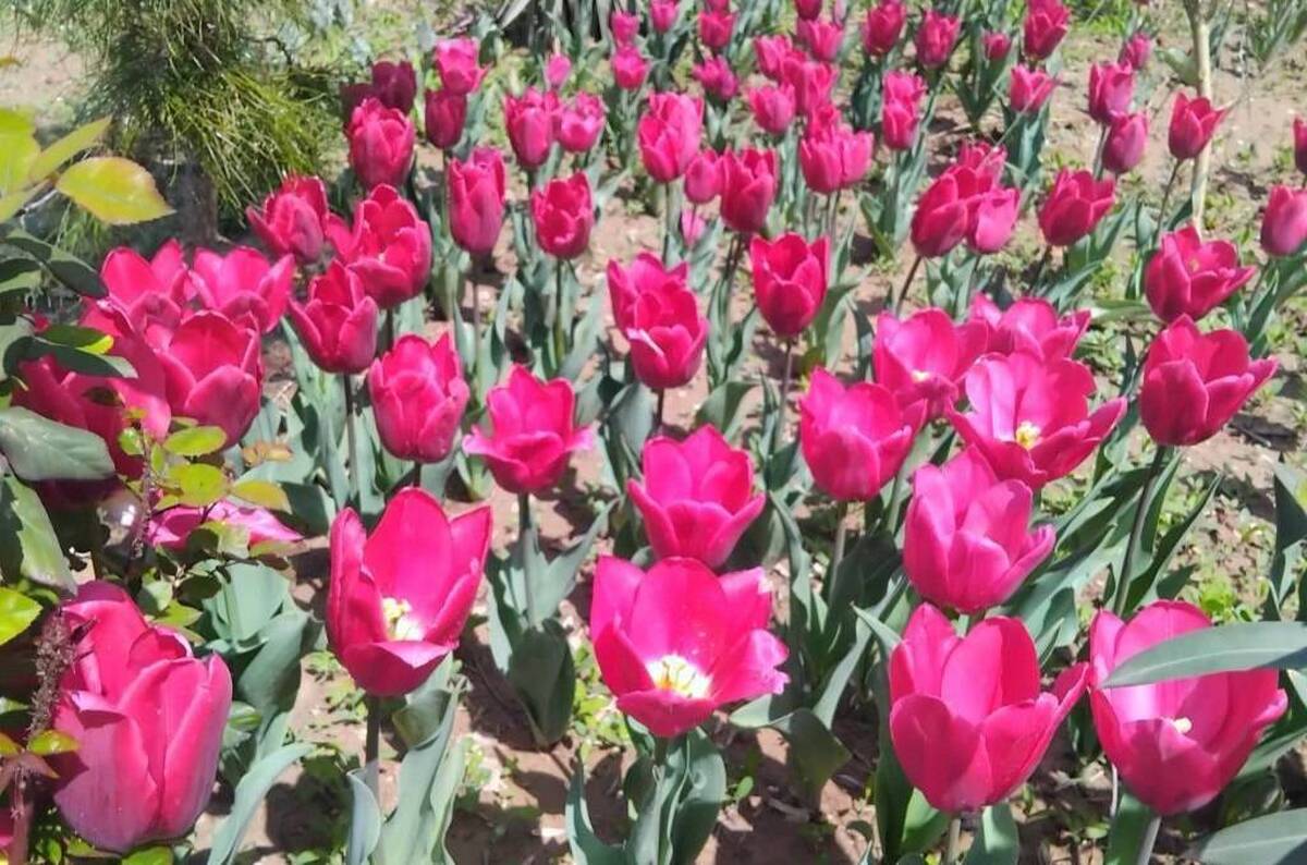کاشت ۱۴ هزار لاله‌های رنگی در بوستان‌های منطقه۱۳
