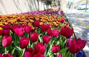 لاله‌ها در منطقه۲ به احترام روزهای ایثار شکفتند 