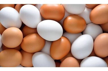 قیمت آلایش گوساله و گوسفندی بسته بندی در محل امروز ۲۸ مهرماه ۱۴۰۵ اعلام شد