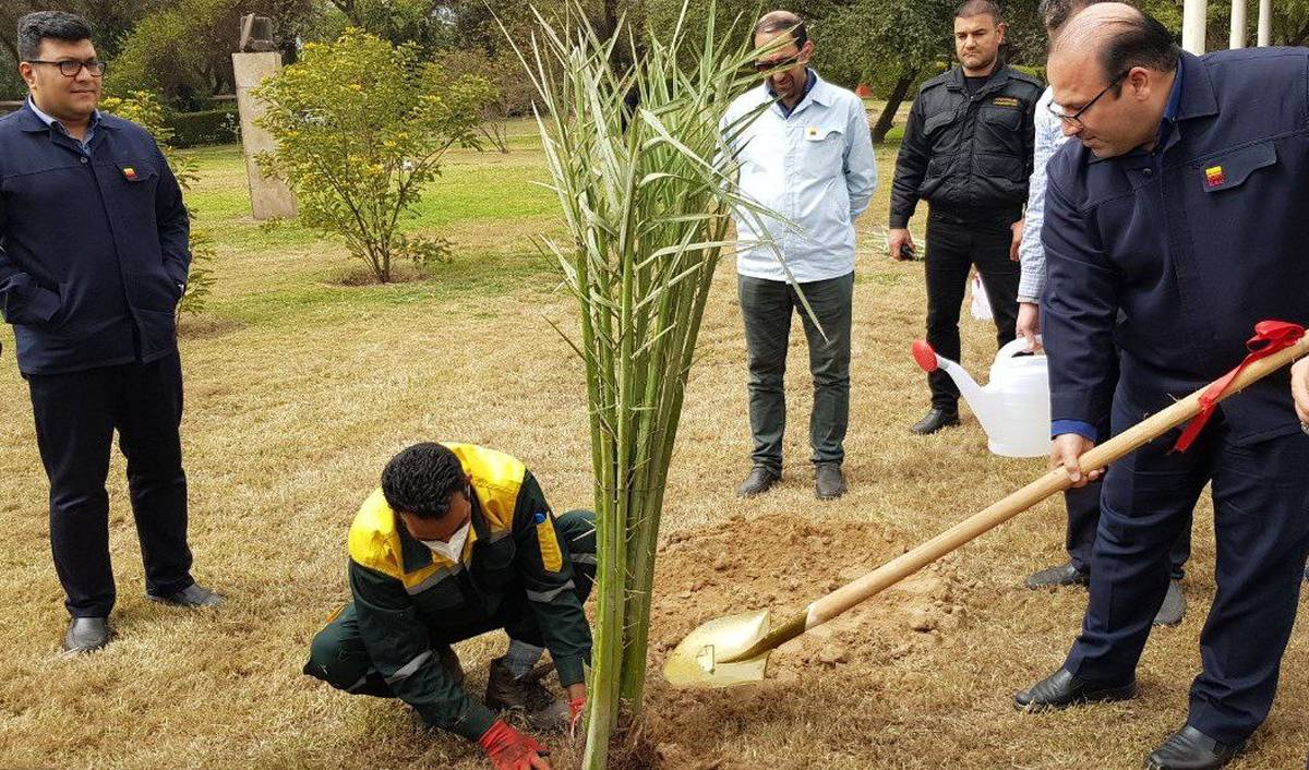  مدیرعامل شرکت فولاد خوزستان یک اصله نخل خرما غرس نمود