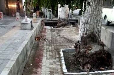  توزیع ۴ هزار اصله نهال رایگان به شهروندان در منطقه یک همزمان با هفته درختکاری