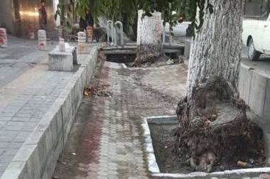  توزیع ۴ هزار اصله نهال رایگان به شهروندان در منطقه یک همزمان با هفته درختکاری