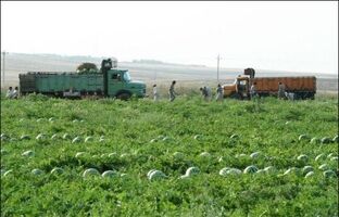 واگذاری ۵۶۴ هکتار زمین برای اجرای طرح های تعاونی زراعت در منطقه آزاد ماکو