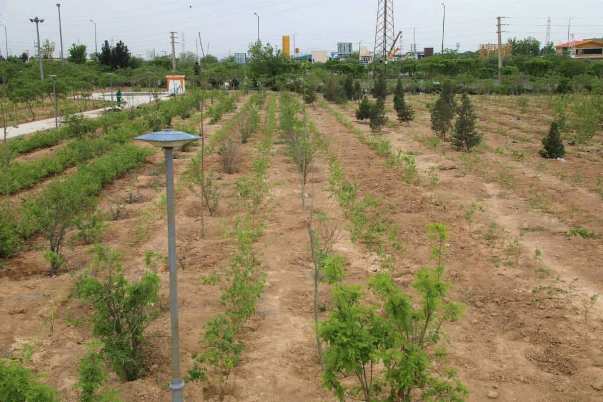 احداث نخستین باغ گل محمدی به وسعت ۱۶ هکتار در بوستان ایرانیان منطقه ۱۹ 