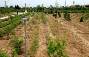 احداث نخستین باغ گل محمدی به وسعت ۱۶ هکتار در بوستان ایرانیان منطقه ۱۹ 