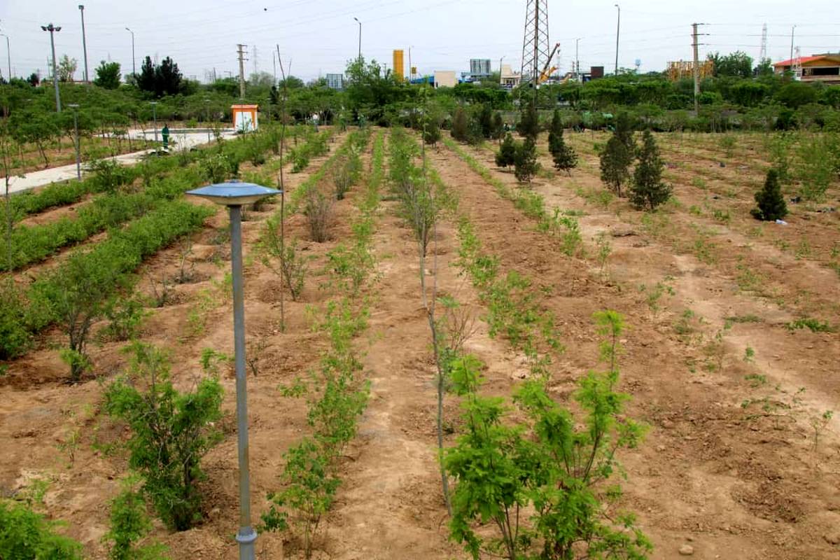 احداث نخستین باغ گل محمدی به وسعت ۱۶ هکتار در بوستان ایرانیان منطقه ۱۹ 