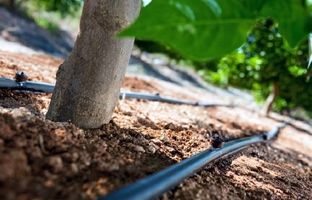 توسعه شبکه آبیاری فضای سبز در منطقه ۲ شهرداری تهران