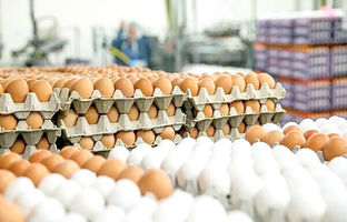 پیش‌بینی قیمت تخم‌مرغ ، از هر شانه ۳۶۰۰۰۰ تا ۴۲۰۰۰۰ تومان