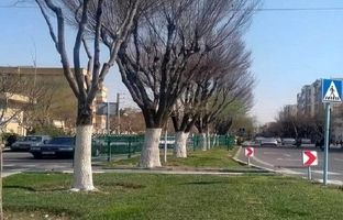 حفاظت از درختان منطقه ۲ با اجرای طرح باندینگ 