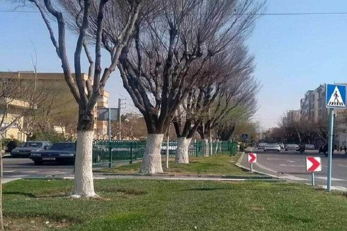 حفاظت از درختان منطقه ۲ با اجرای طرح باندینگ 