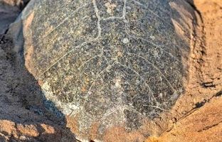 مسئولیت‌های اجتماعی «مبین انرژی خلیج فارس» به بار نشست / ثبت دومین تخم‌گذاری لاک‌پشت زیتونی در نایبند پس از ۱۲ سال