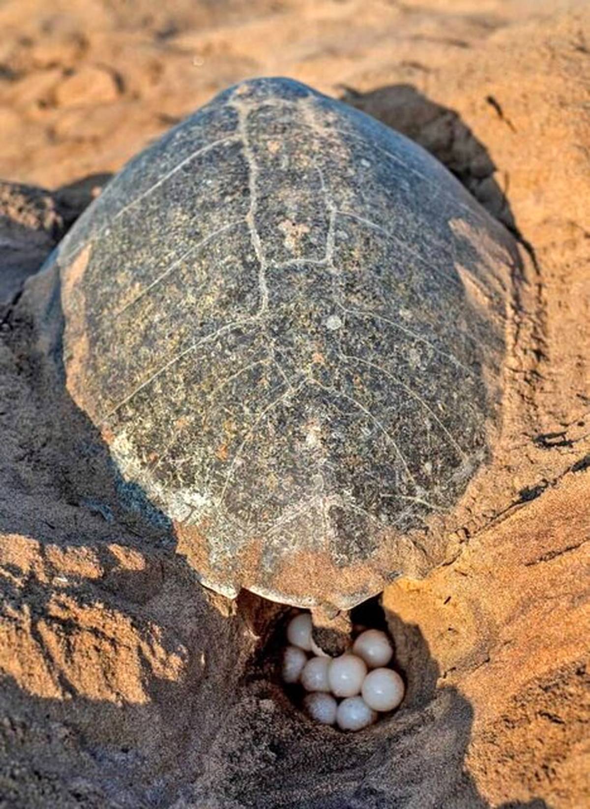 مسئولیت‌های اجتماعی «مبین انرژی خلیج فارس» به بار نشست / ثبت دومین تخم‌گذاری لاک‌پشت زیتونی در نایبند پس از ۱۲ سال